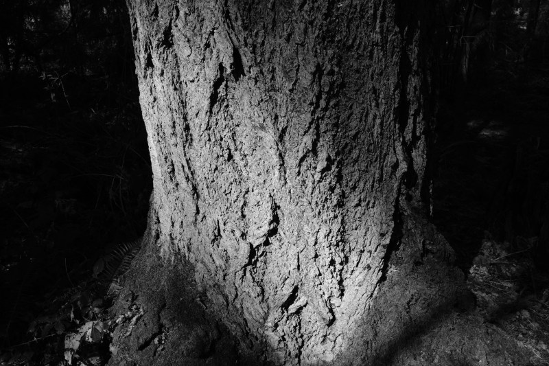 Furrowed trunk of large tree
