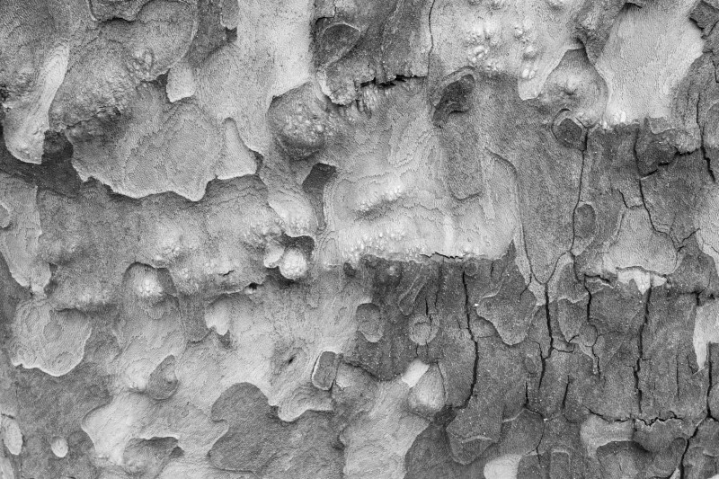 Tree bark