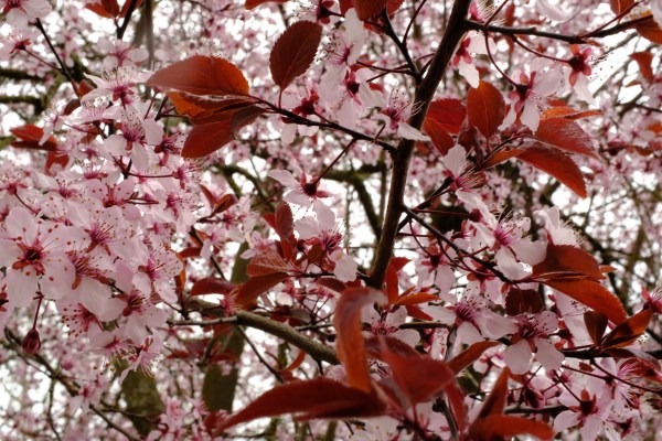 Cherry blossoms and red leaves