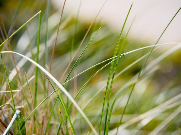 Dune Grasses