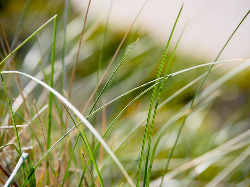 Dune Grasses