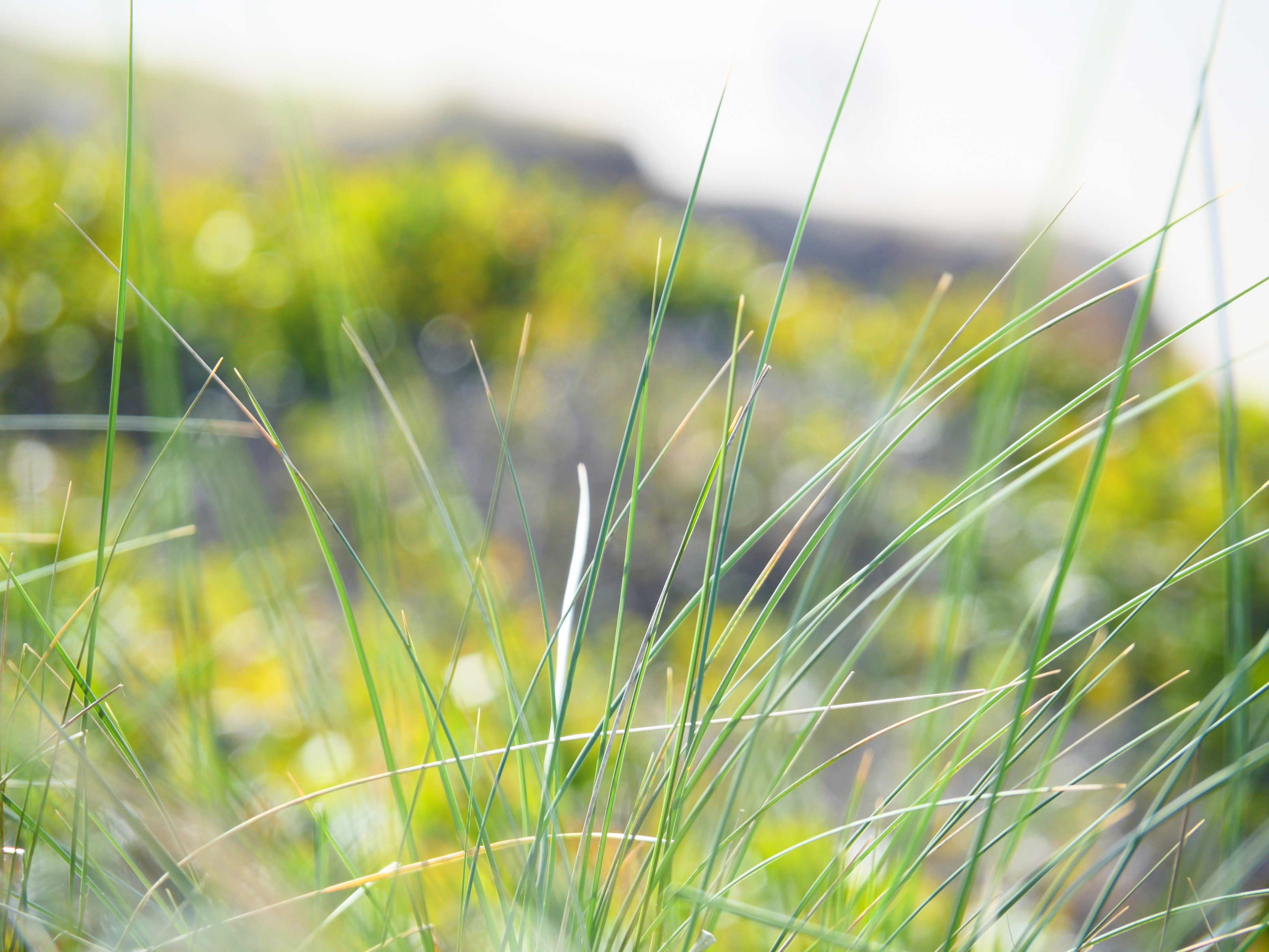 Grasses and sand dunes