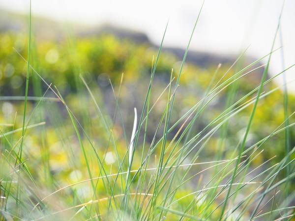 Grasses and sand dunes