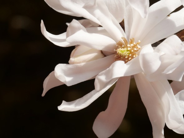 Star magnolia bloom