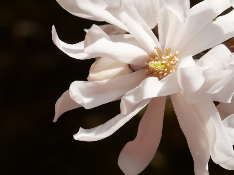 Star magnolia bloom