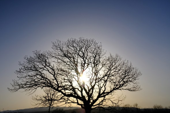 Tree in silhouette