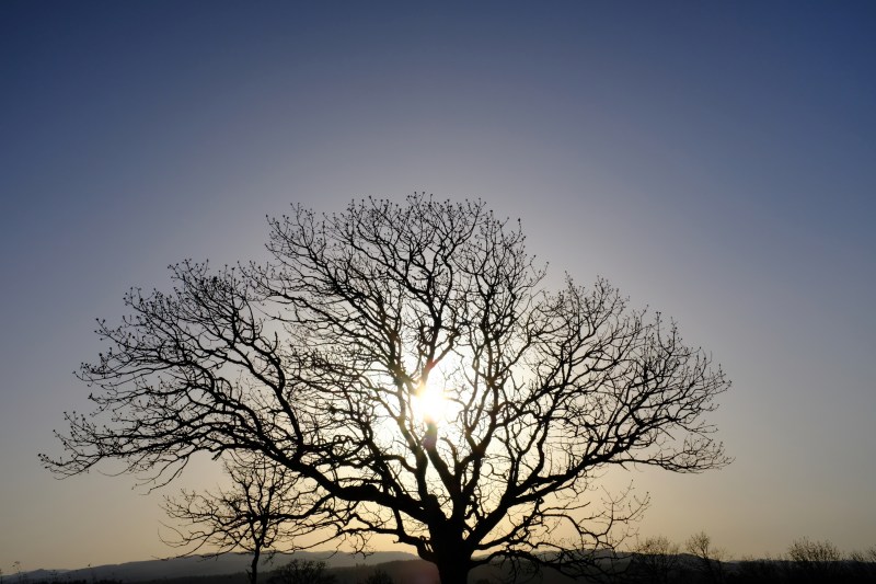 Tree in silhouette and setting sun