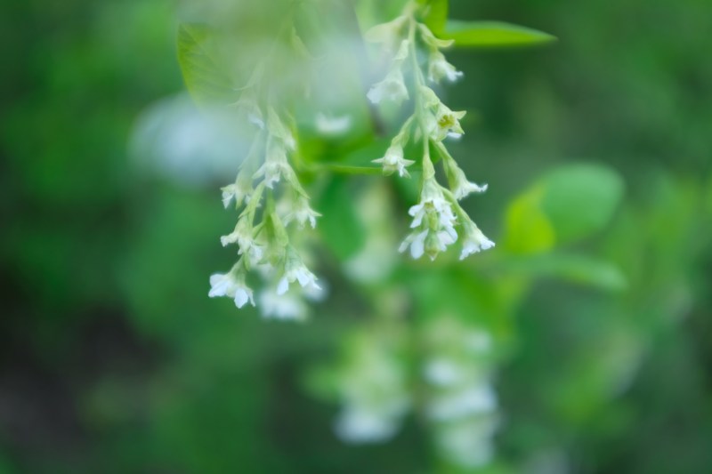 white osoberry flowers