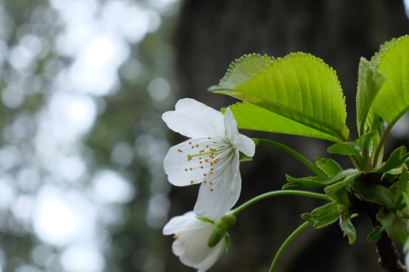 white cherry blossom