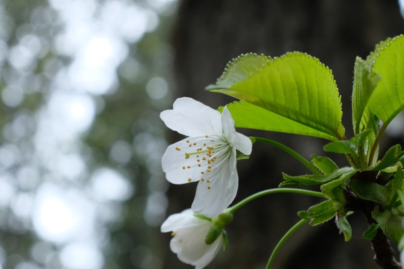 cherry blossom