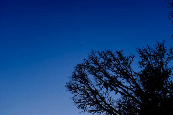 Silhouetted trees, dark blue sky and flying goose