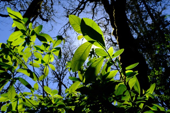 Green leaves backlit by sun
