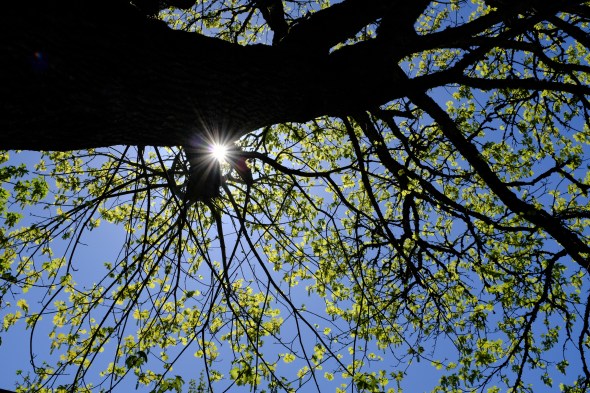 sunburst and maple tree with new leaves