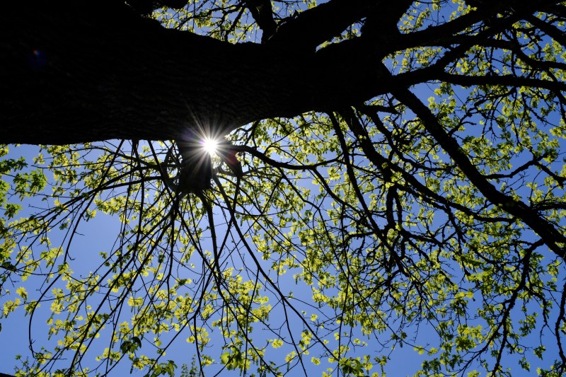 sunburst and maple tree with new leaves