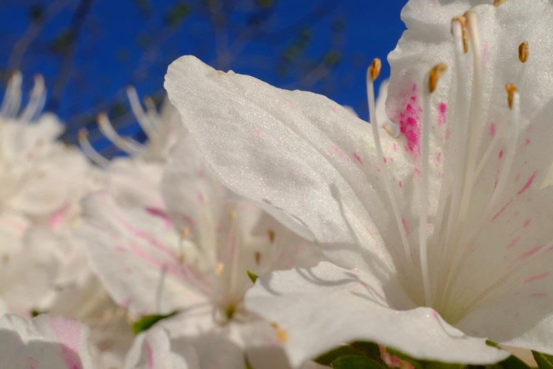 Pink and white azalea blossoms