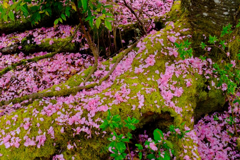 cherry petals on the ground