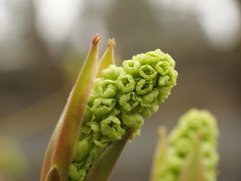 maple blossoms opening