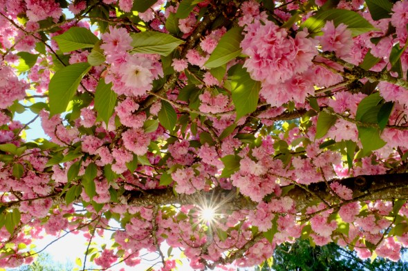 Cherry blossoms and sunburst
