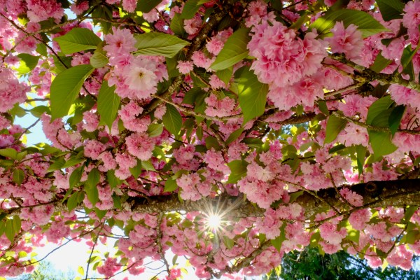 Cherry blossoms and sunburst