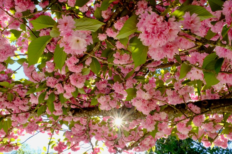Cherry blossoms and sunburst