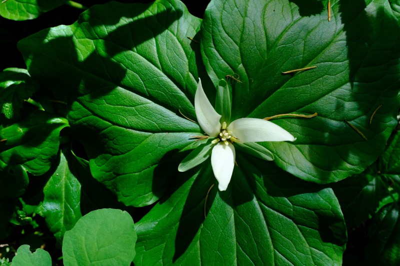 trillium flower