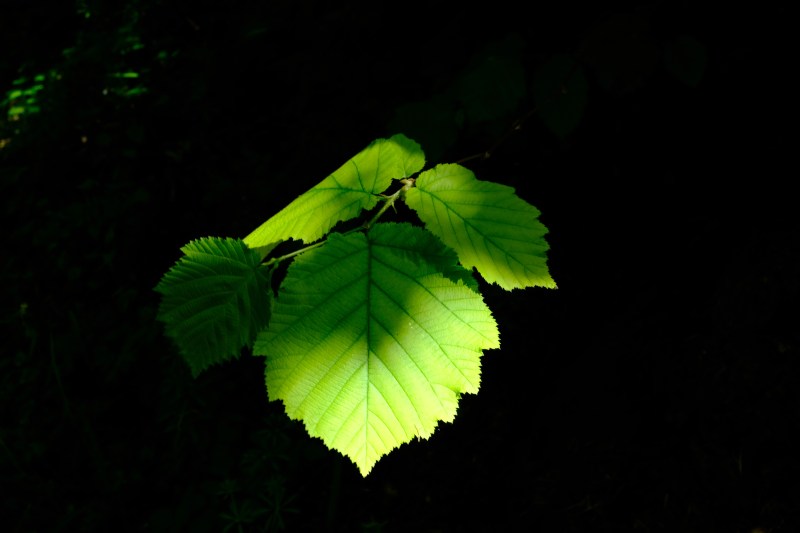 Green leaves