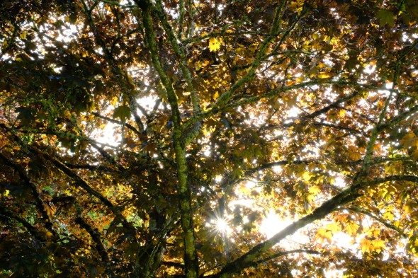Golden maple leaves and branches