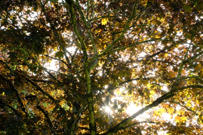Golden maple leaves and branches