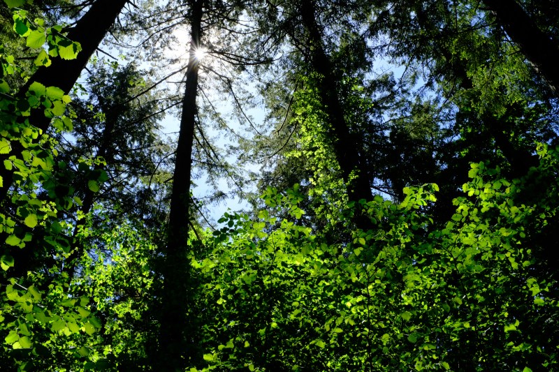 Green leaves and trees