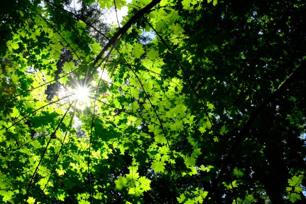 Many green maple leaves