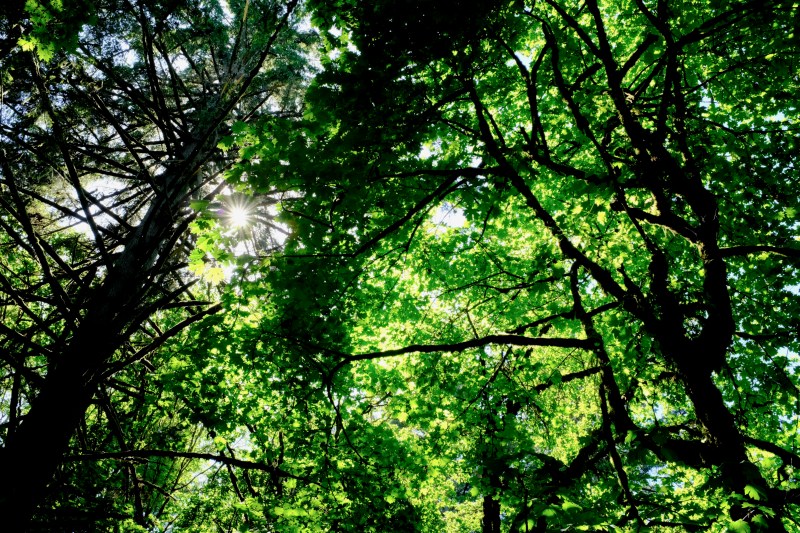 Forest, green leaves and sun