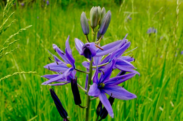DSCF3171-camas-corvallisor-17may2021