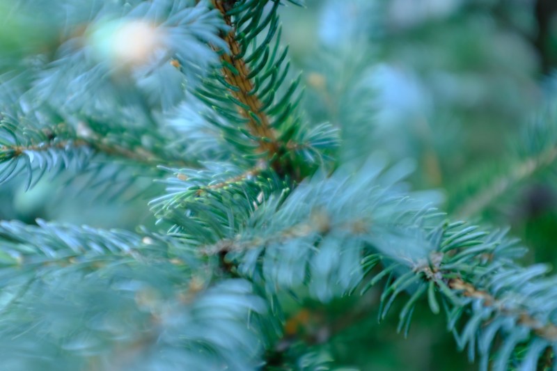 Needles and branches of blue spruce tree