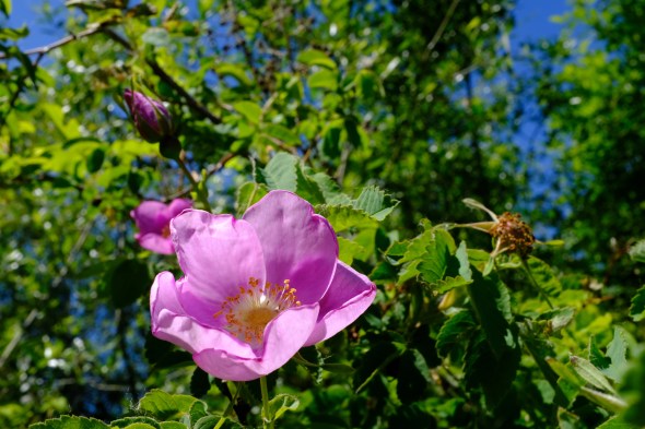 DSCF3300-Rose-CorvallisOR-28May2021