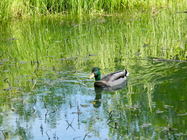 duck paddling in wetlands