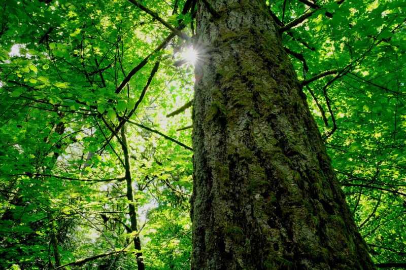 Sun, large tree trunk and green leaves in forest