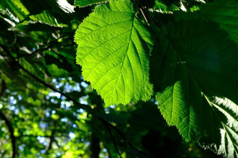 Green hazel leaf