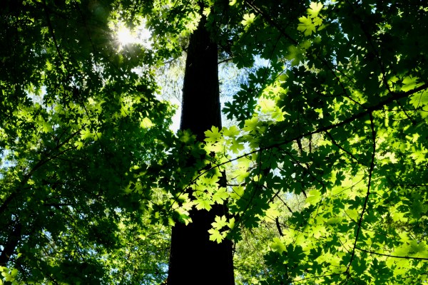 Sunny forest with bright green leaves