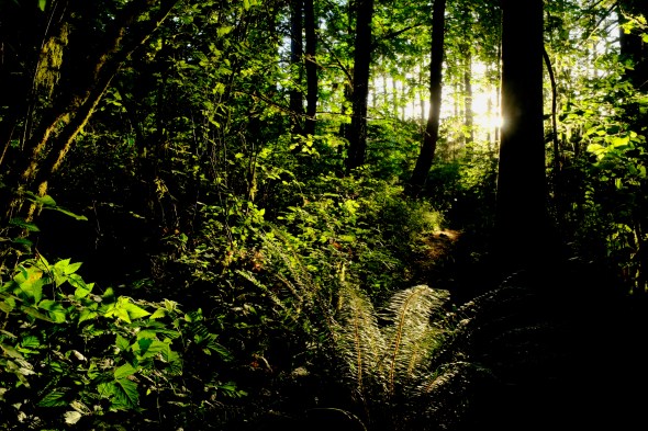 Sunlight