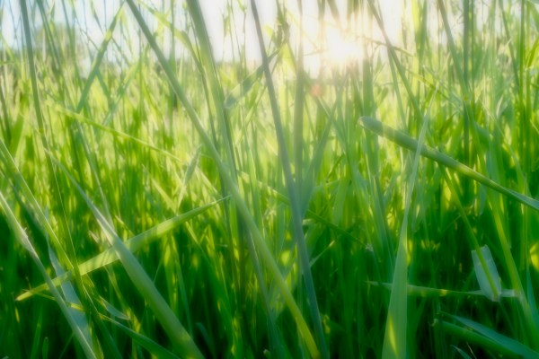 Sun shining through tall grass