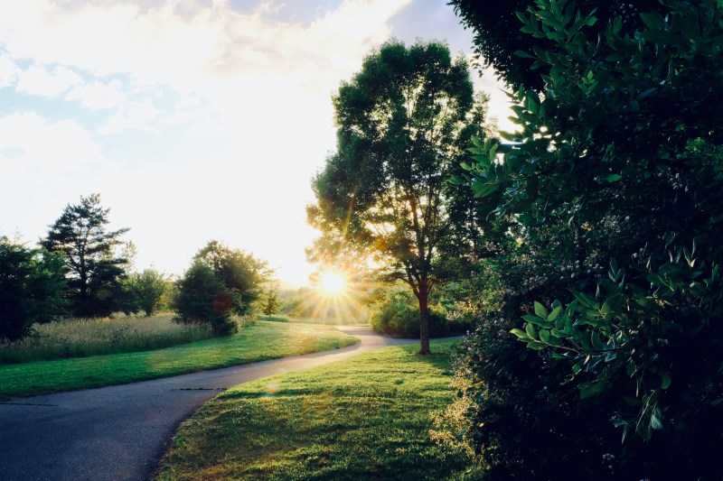 Path, grass, trees and setting sun