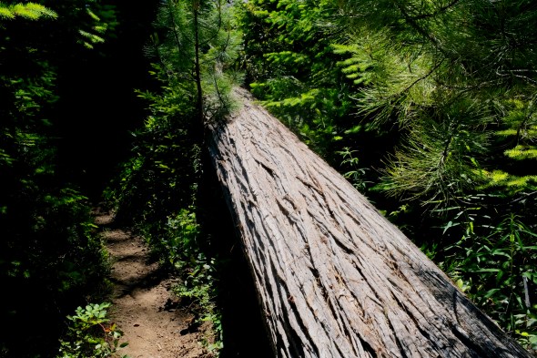 Trail, forest and fallen tree