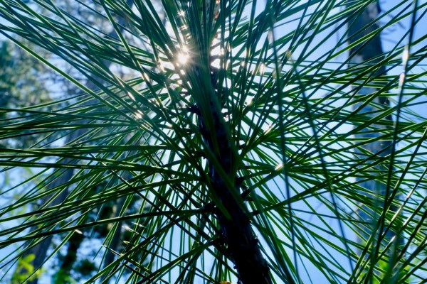 Pine needles and sun