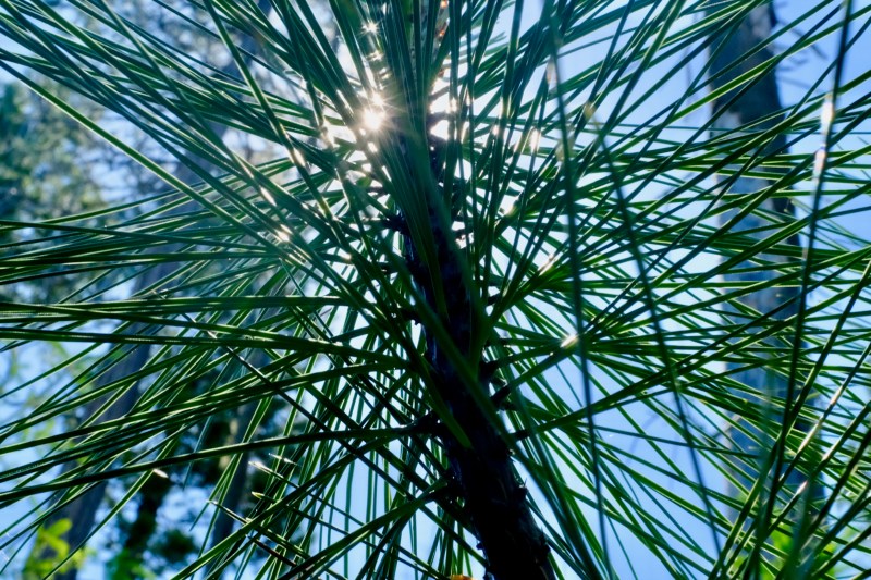 Pine needles and sun
