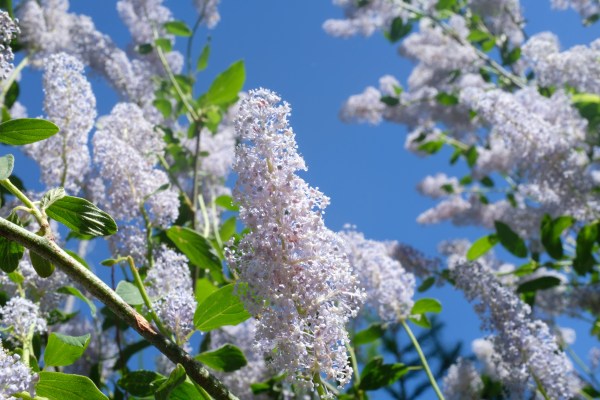Flowers and blue sky
