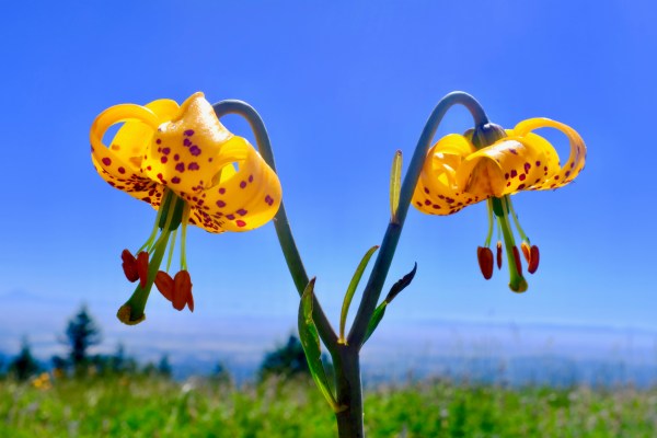 tiger lilies blooming