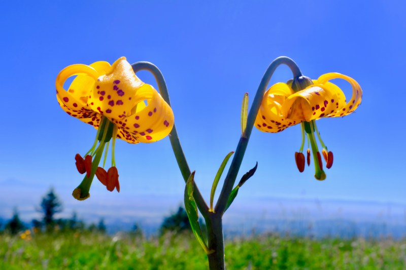 tiger lilies blooming