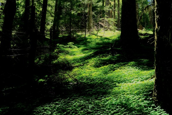 Forest with green undergrowth