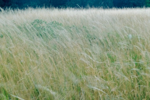 Meadow grasses blowing in the wind