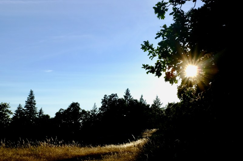 Golden grasses and trees beneath setting sun